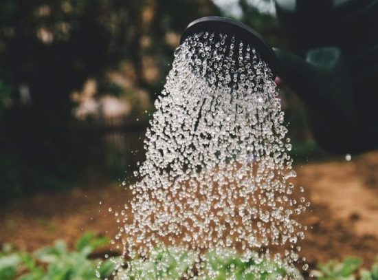 Watering can sprinkling water on green plants in a garden, promoting healthy growth and lush foliage