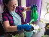 Person watering potted plant indoors wearing blue gloves, promoting plant care and home gardening